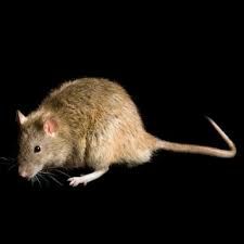 rat