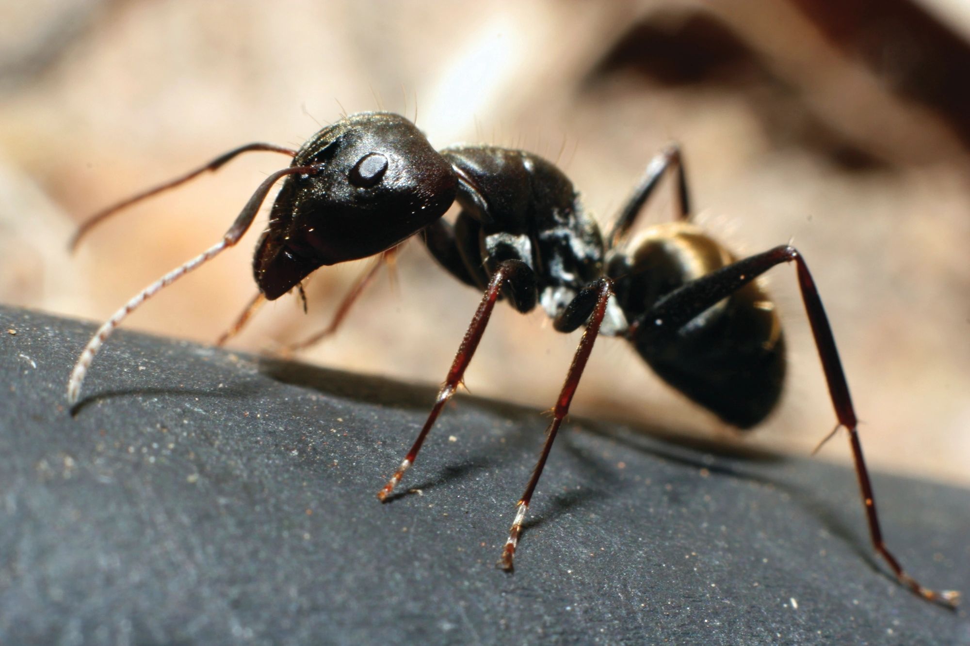 A-Rid-A-Pest service in Chicago