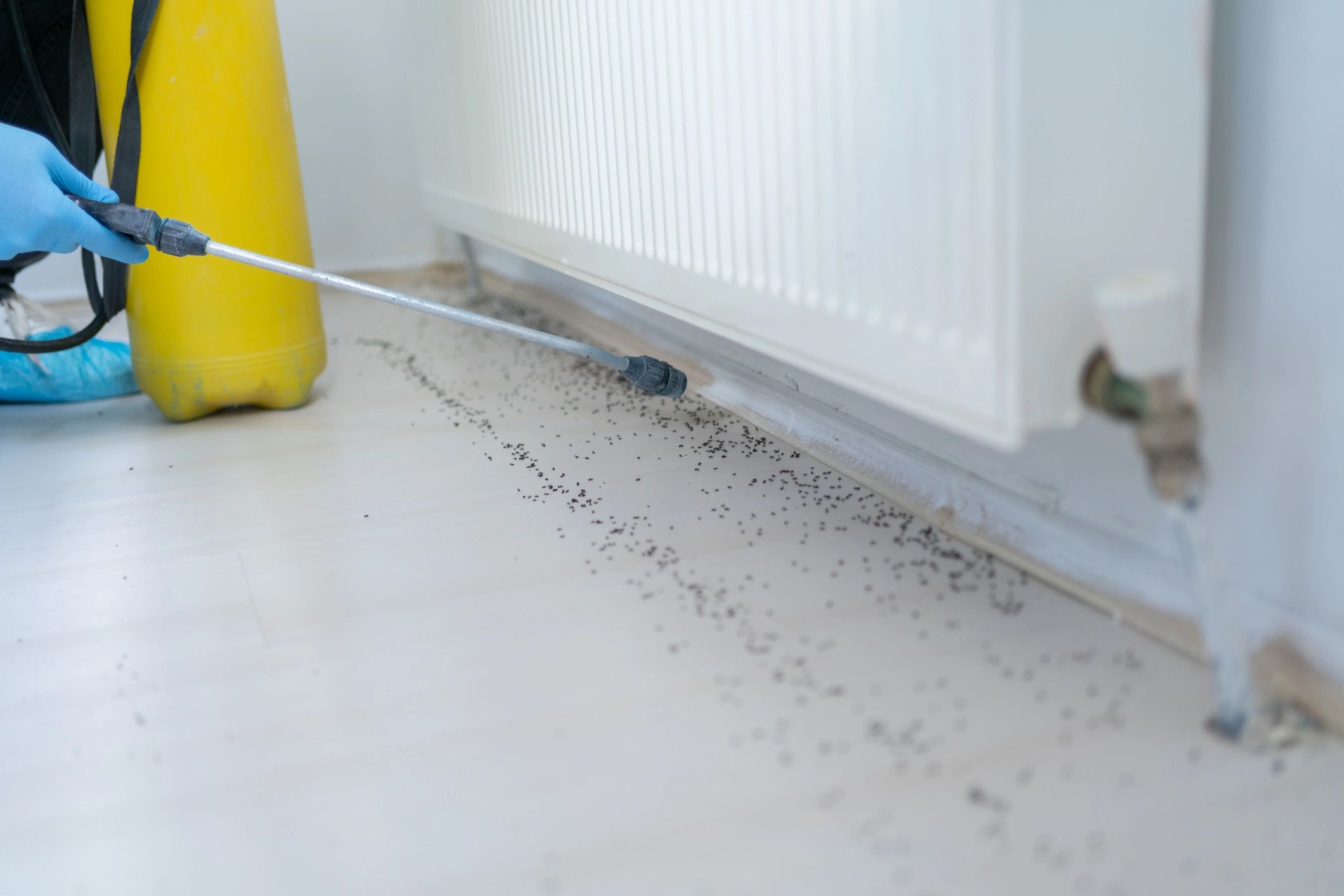 Ants Invade: Stay Prepared