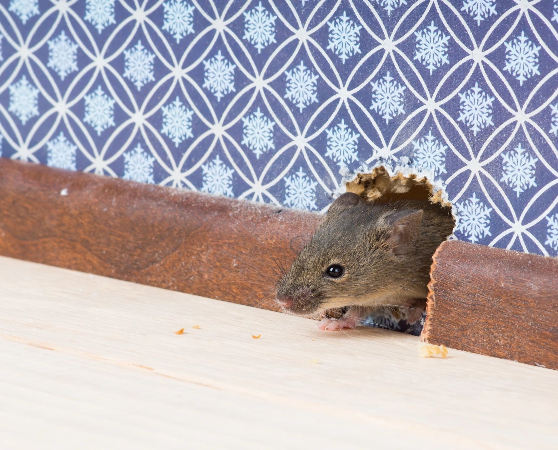 rat