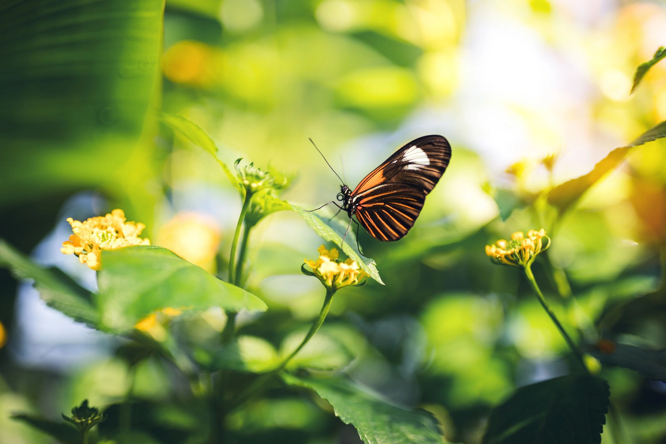 Summer in Chicago: Keeping Bugs at Bay