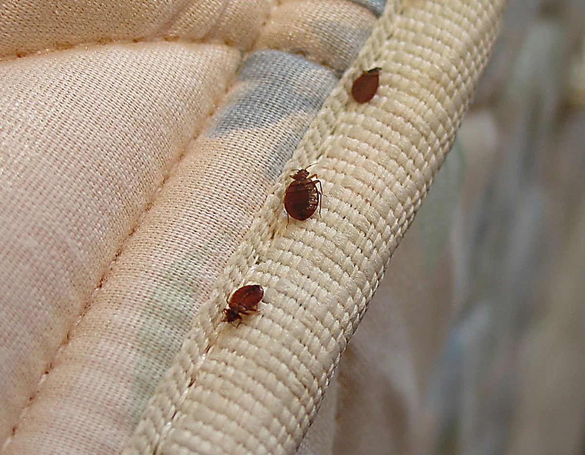 Close-up photograph of a bed bug