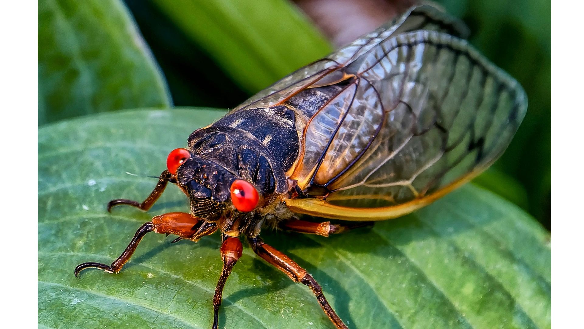 BILLIONS OF CICADAS WILL EMERGE IN THE U.S. THIS YEAR