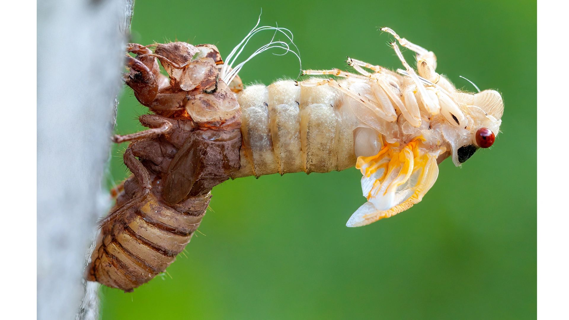 cicadas shedding