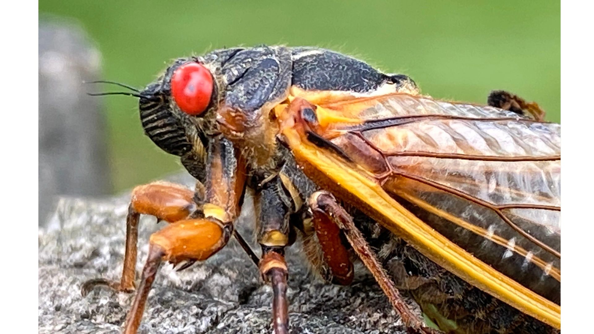 Cicada red eye