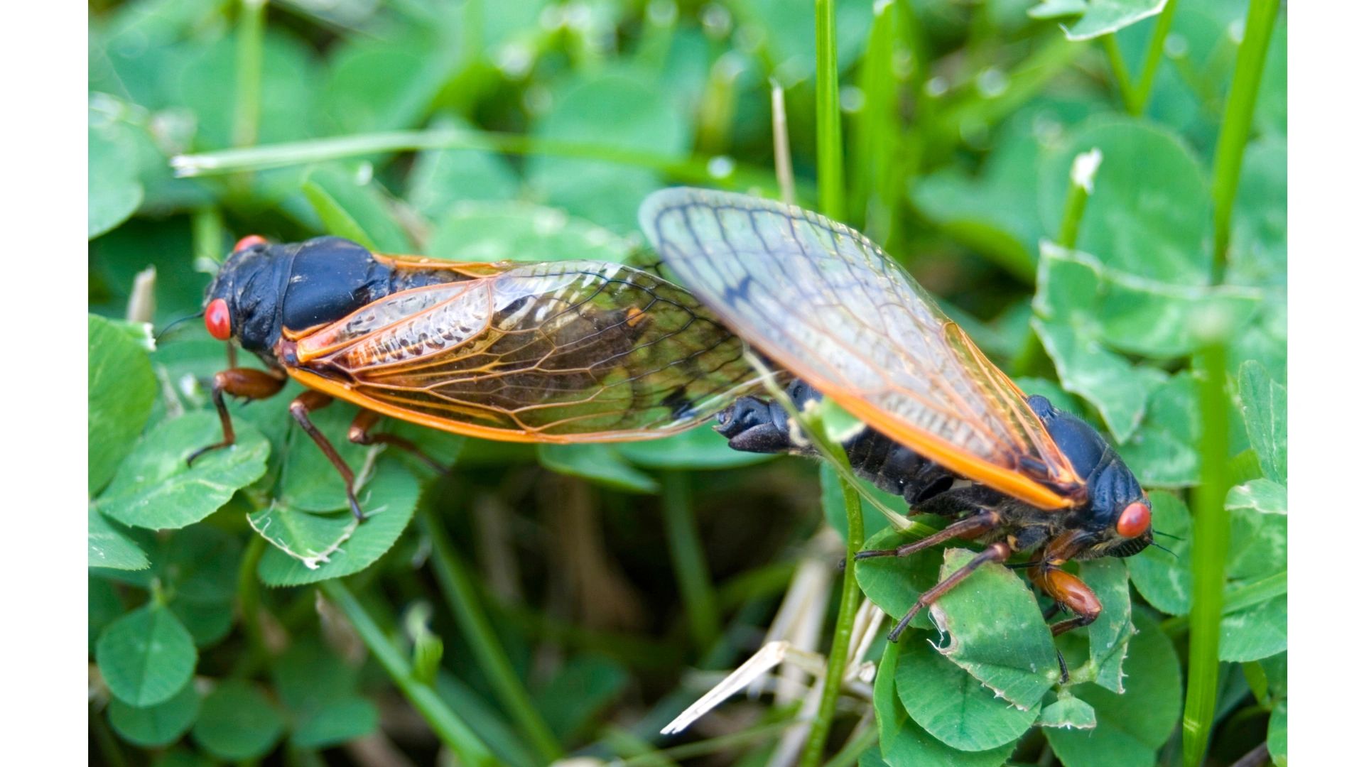 cicada mating